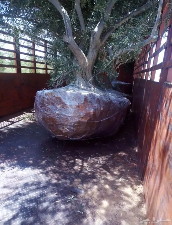 توريد وزراعة اشجار زيتون شجر زيتون 31