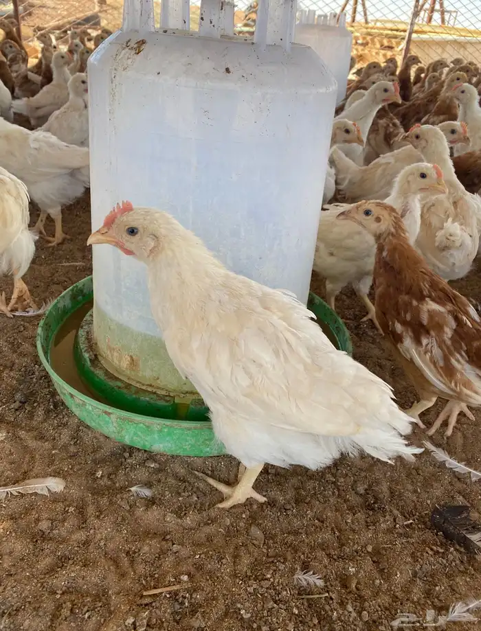 لوهمان براون الماني بيور دم صافي مستورد 3