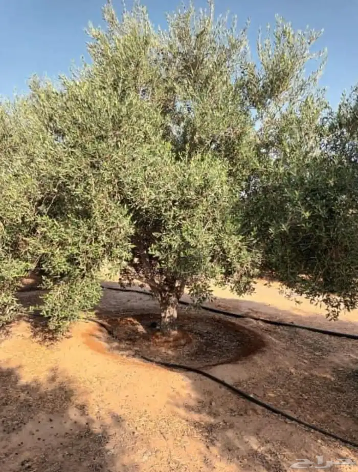 توريد وزراعة اشجار زيتون شجر زيتون 65