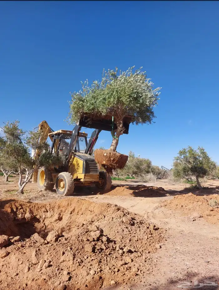 توريد وزراعة اشجار زيتون شجر زيتون 63