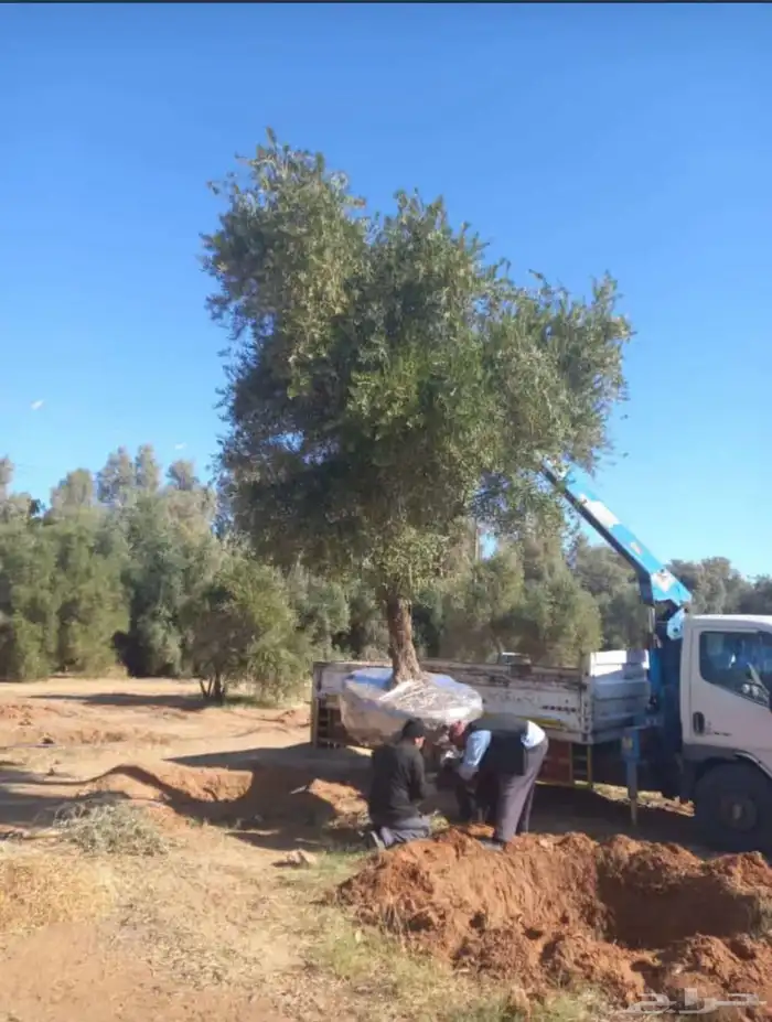 توريد وزراعة اشجار زيتون شجر زيتون 50