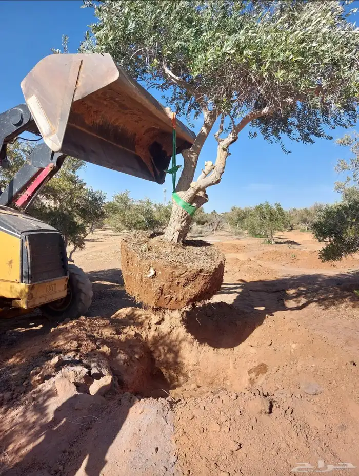 توريد وزراعة اشجار زيتون شجر زيتون 62