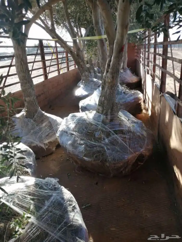 توريد وزراعة اشجار زيتون شجر زيتون 30