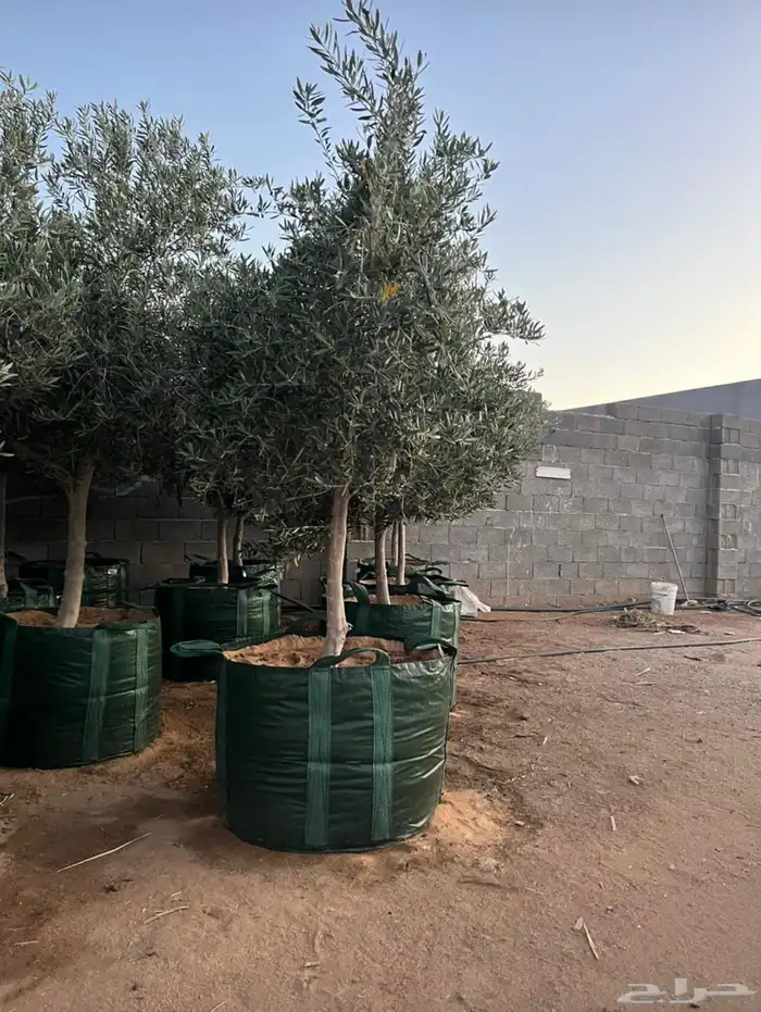 توريد وزراعة اشجار زيتون شجر زيتون 75