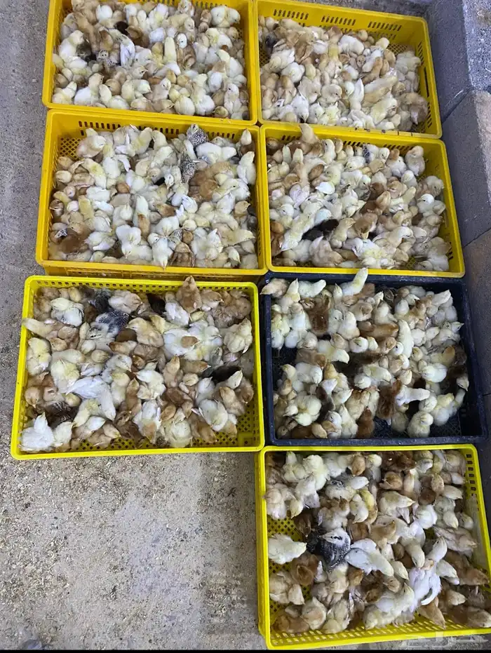 لوهمان براون الماني بيور دم صافي مستورد 5