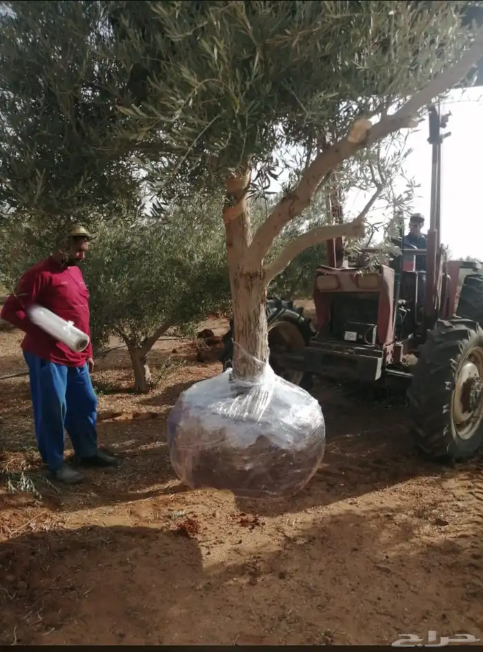 توريد وزراعة اشجار زيتون شجر زيتون 24