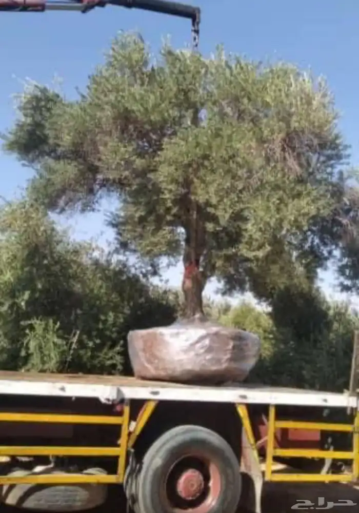 توريد وزراعة اشجار زيتون شجر زيتون 64