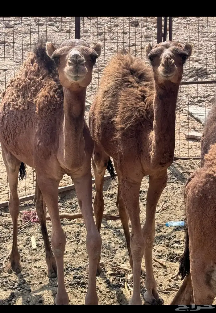 بكار وقعدان 3