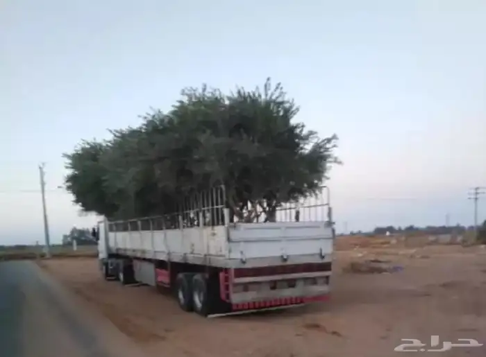 توريد وزراعة اشجار زيتون شجر زيتون 21