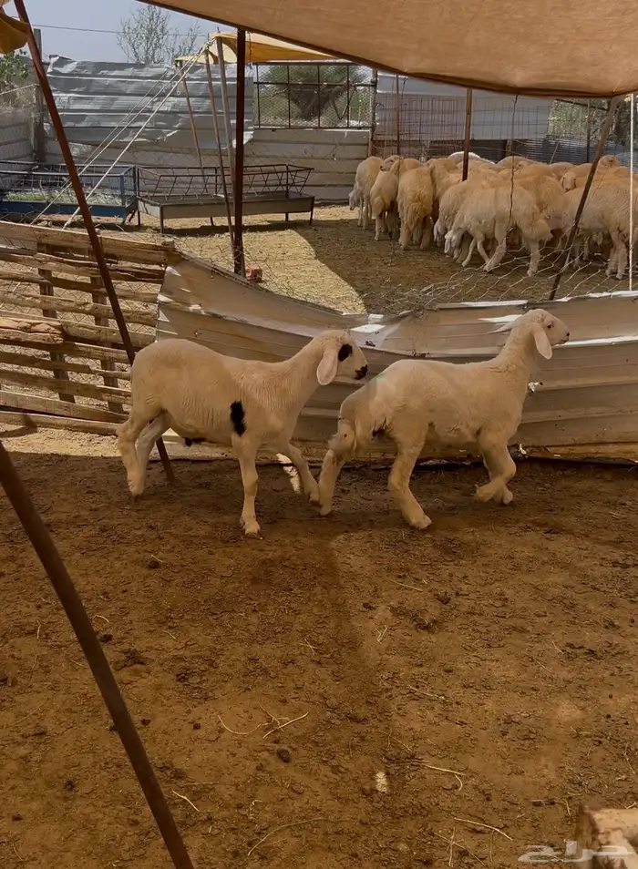 تقسيط ذبائح ثلاجة بسعر الكاش 3