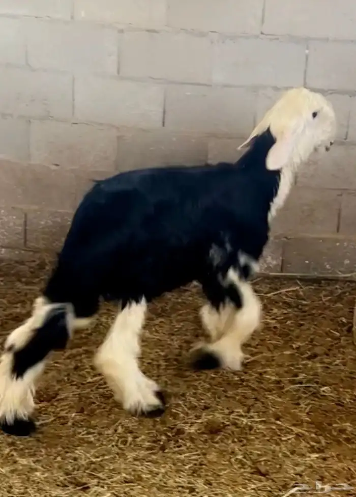 خروف نجدي صنف فاخر مستقبل فحل 1