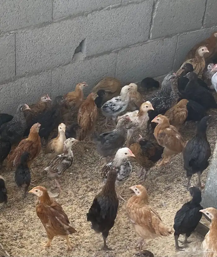 صوص العمر من اسبوع الى شهر 2