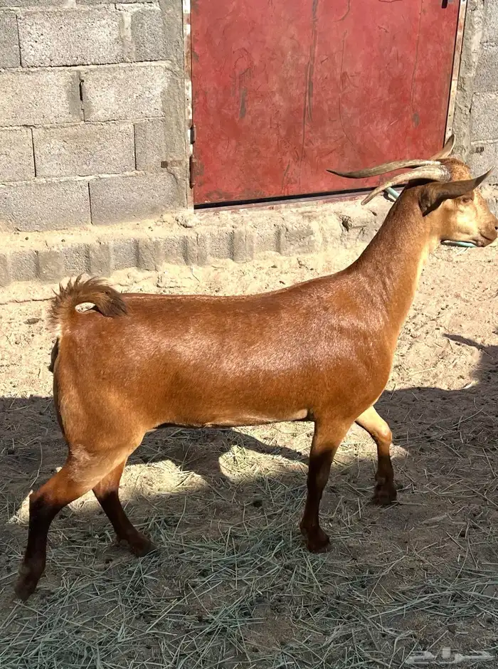 عنز جبره دافع 0