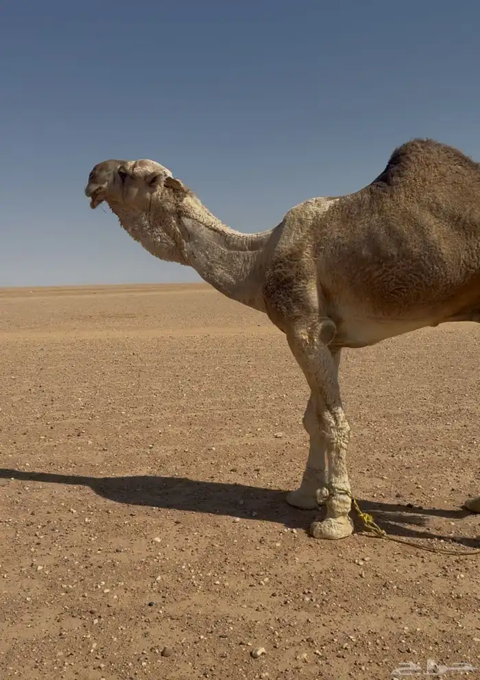 فحل اشقح طيب 0