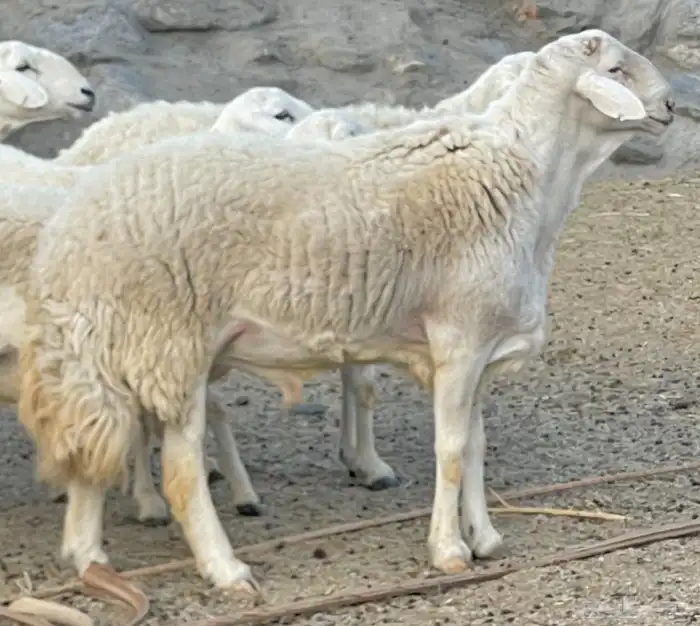 فحل حري ابرص مشروط تم البيع 2