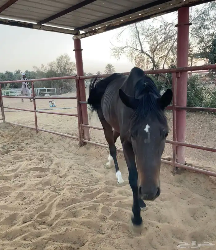 حصان الانقليزي 0