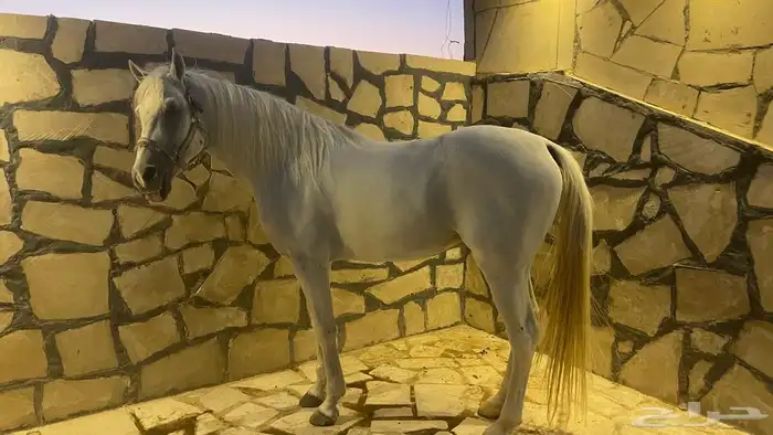 حصان شعبي ( حصان مدرسة ) 1