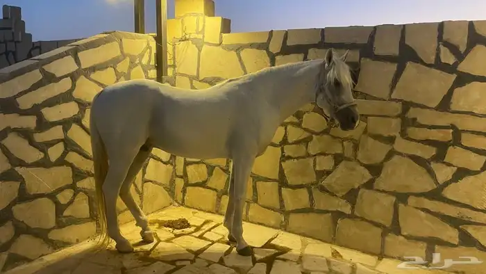 حصان شعبي ( حصان مدرسة ) 5