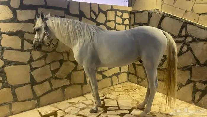 حصان شعبي ( حصان مدرسة ) 6