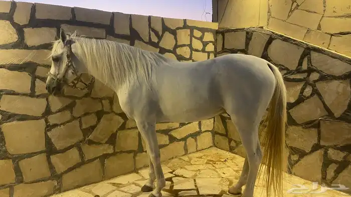 حصان شعبي ( حصان مدرسة ) 0