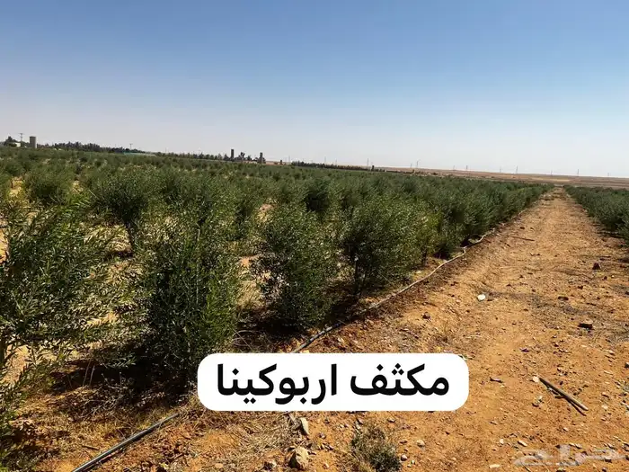 شتلات زيتون مثمره كميات كبيرة 4