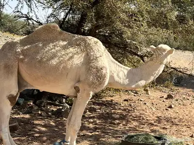 قعود أوضح كفو من سلالة عقاب index