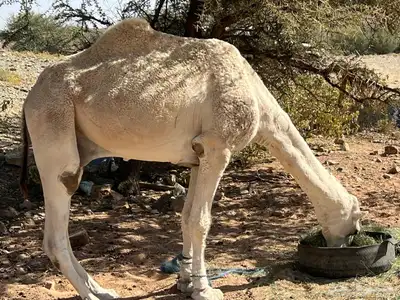 قعود أوضح كفو من سلالة عقاب index