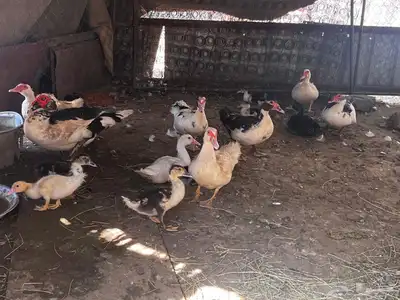 بط للبيع منتج والصحة حلوة 0