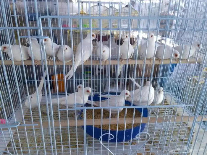 للبيع حمام سنى وايت 2