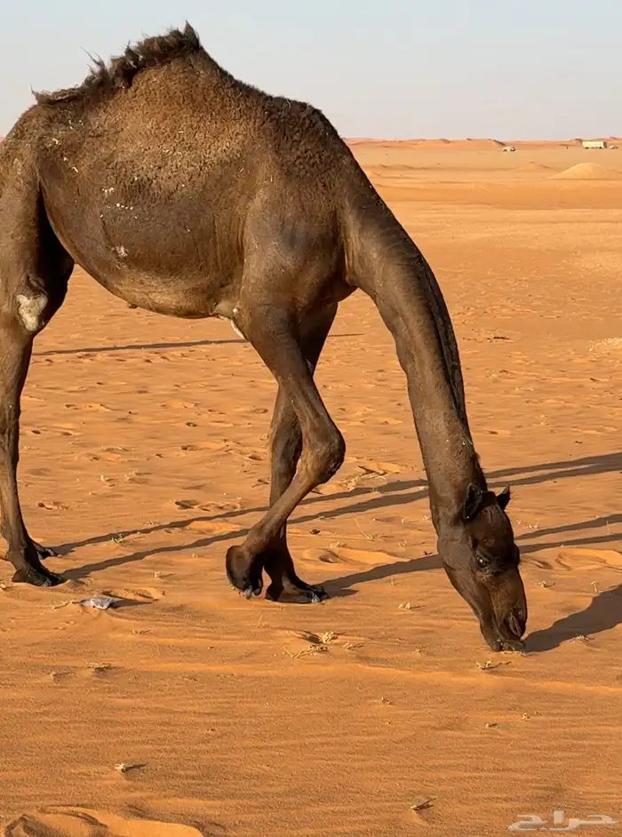 للبيع حشو قصب 0