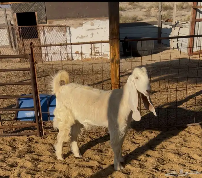 جفار مشاريك طيبه .. تم البيع 0