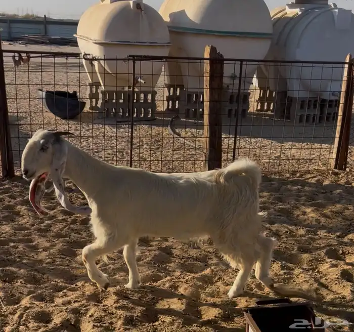 جفار مشاريك طيبه .. تم البيع 2