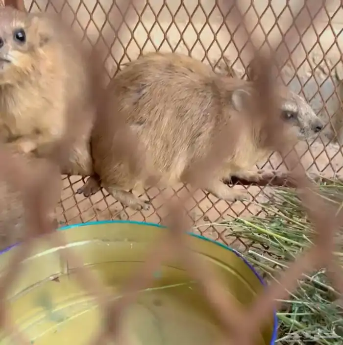 ذكور وبر نجدي بري 0