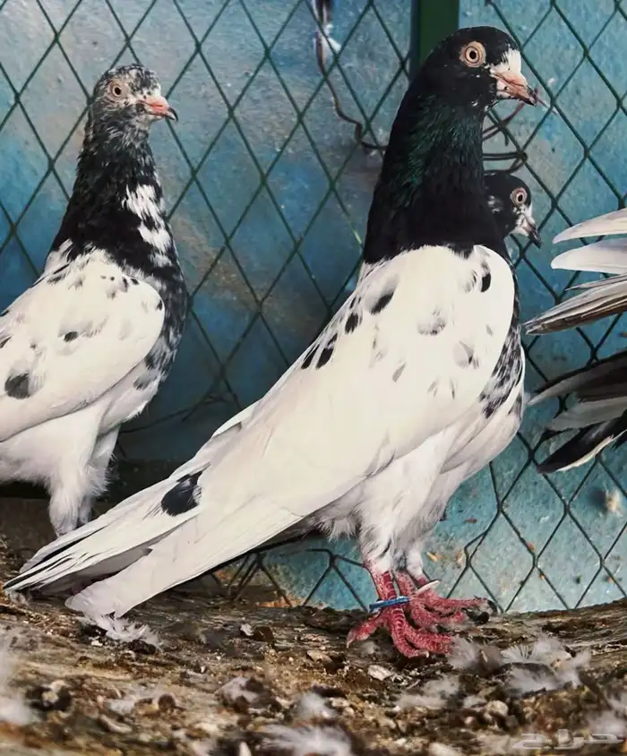 للبيع اجواز حمام بكستاني تيدي نوادر 5