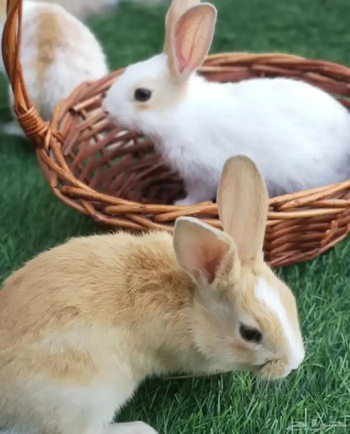 أمهات أرانب فرنسي 0