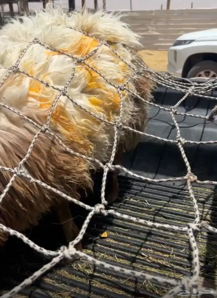 نعيم خرفان هرافى فاخر للآخر 4