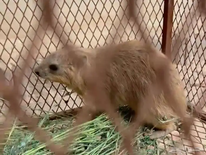 ذكور وبر نجدي بري 1