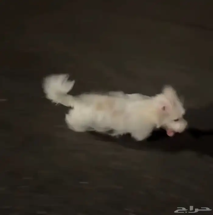 كلاب مالتيز ذكر وانثى لعوبين جدا 0