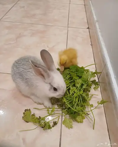 حيوانات أليفة index