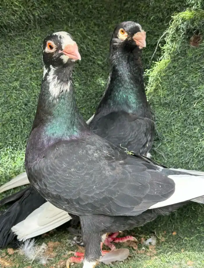 جوز مساويد شامي حجم ملكي الموقع الرمال السعر 250 2