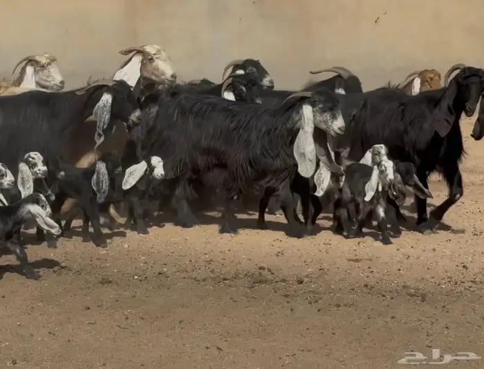 معزا عوارض متابيع متاويم ربش وصفر العدد 17 معها 34 6