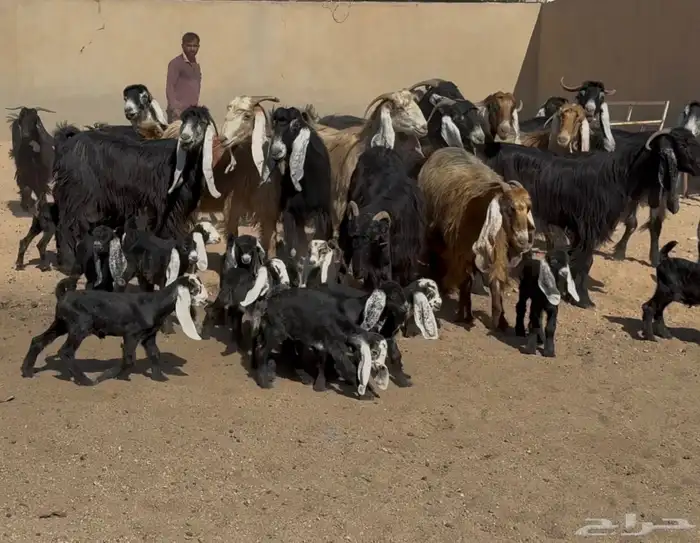 معزا عوارض متابيع متاويم ربش وصفر العدد 17 معها 34 7