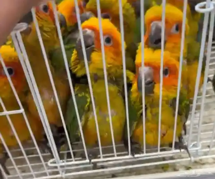 فروخ صن كنيور 499 ريال للحبة 0