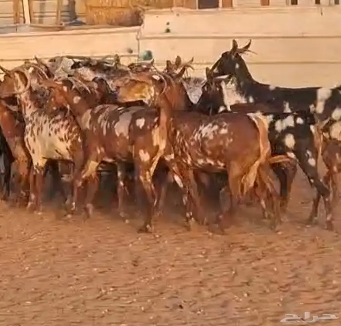 معزا جنوبيات دفيع العدد 31يتبعها 2 والفحول 2 البيع 1050 2