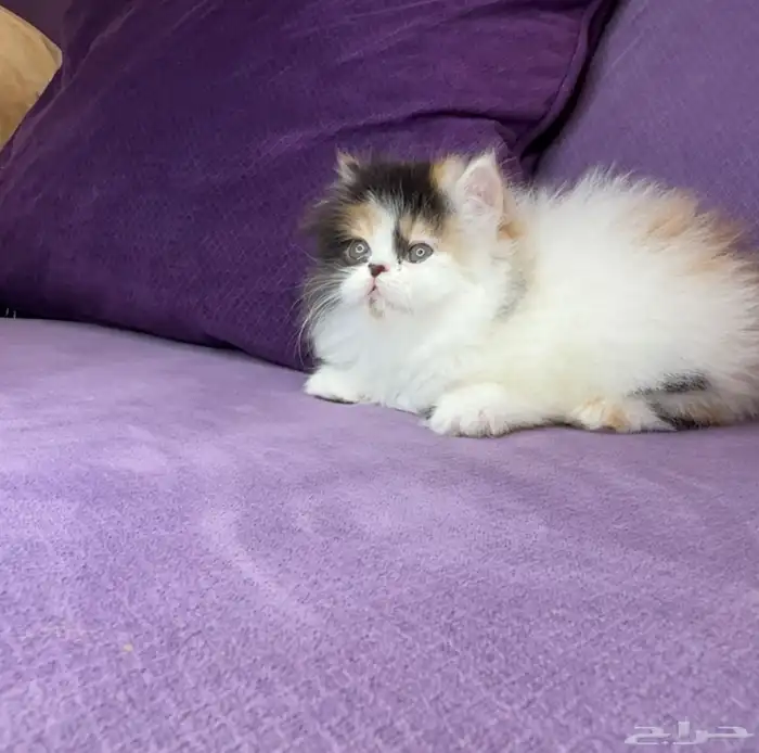 انثى بيرشن بيور 4