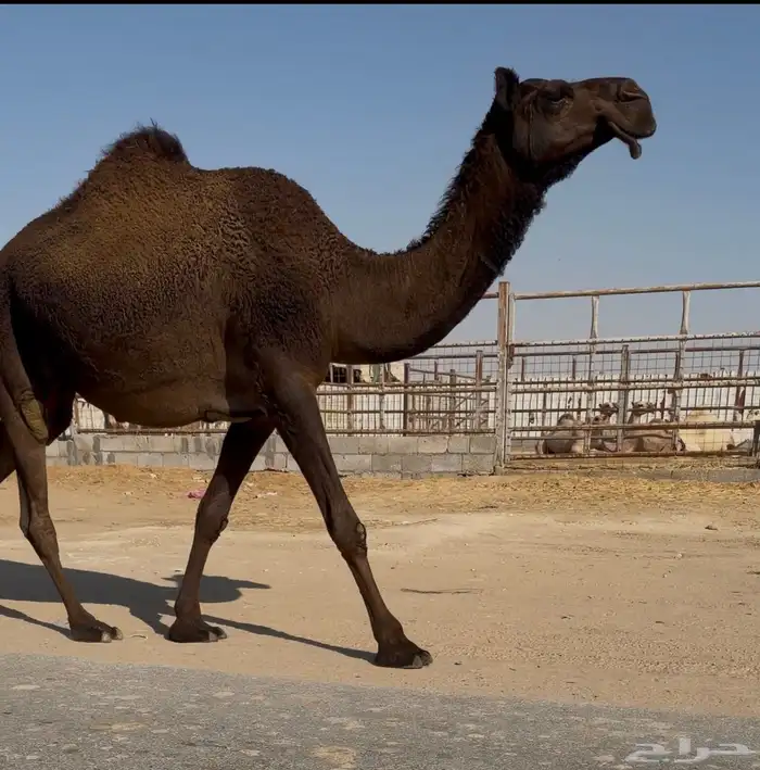 لقحه سنها ثنيه مجهم 0