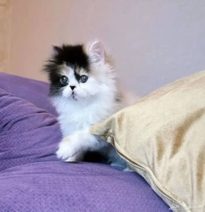 انثى بيرشن بيور 0