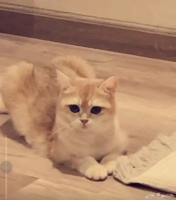 للبيع انثى وذكر برتش ny12 الانثى مسجلة 4