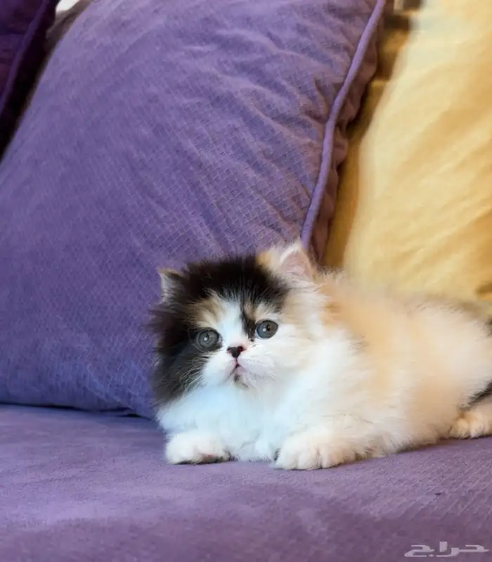 انثى بيرشن بيور 1