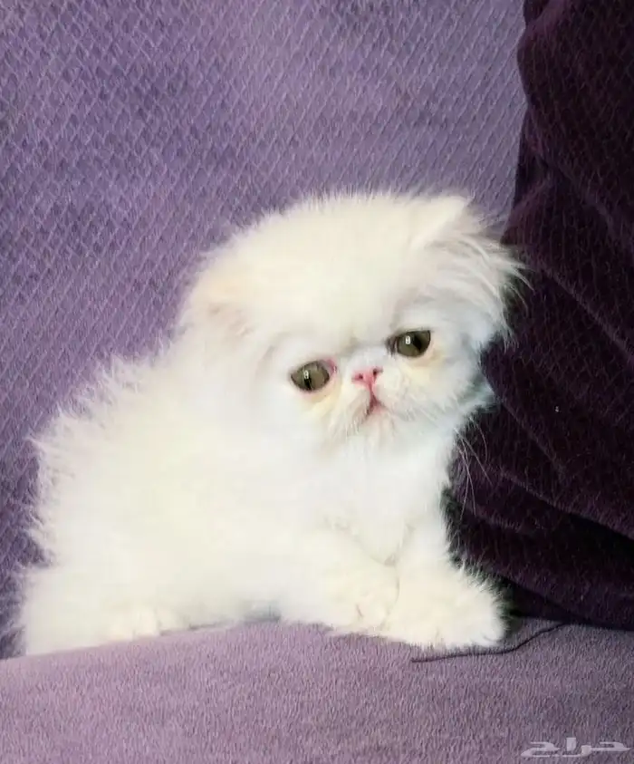 كتن ذكر بيكي فيس بيرشن بيور 3